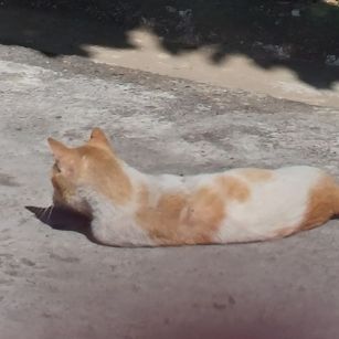 catyop's profile picture
