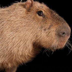 Pertti teke's profile picture