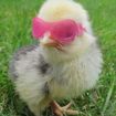 Sizzle cutie pie 🐣's profile picture