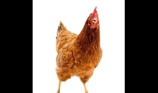 Chiken's profile picture