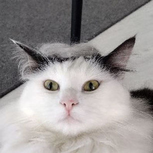 kissa's profile picture