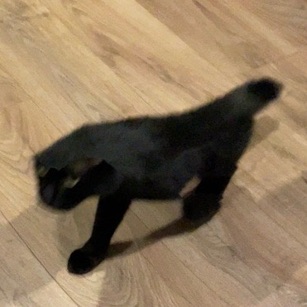 cursed_kitty's profile picture