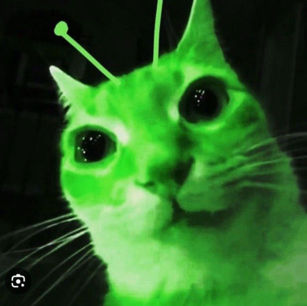 Alien cat 🐱/AAC/𓃭's profile picture
