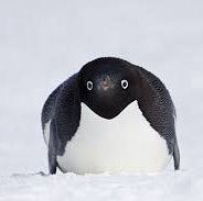 PenguinPongo's profile picture
