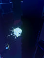 screenshot of spider swing
