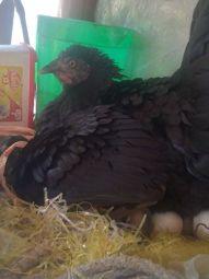 Chicken simulator