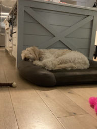 Dog City
